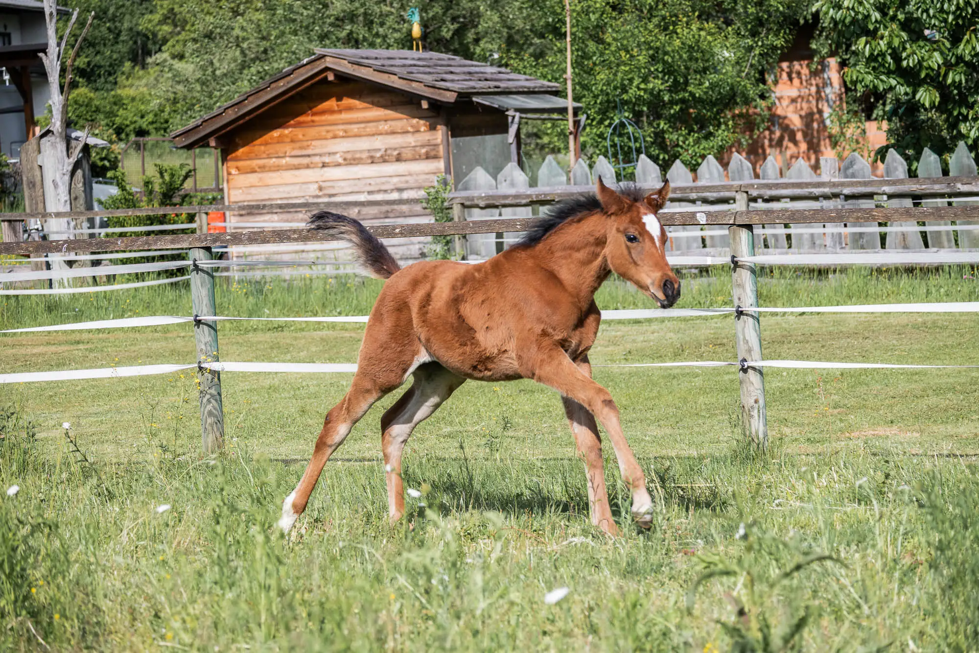 NCS Shamsa Sabaa galoppiert auf einer grünen Wiese vor einem Holzzaun und Stall im Hintergrund.