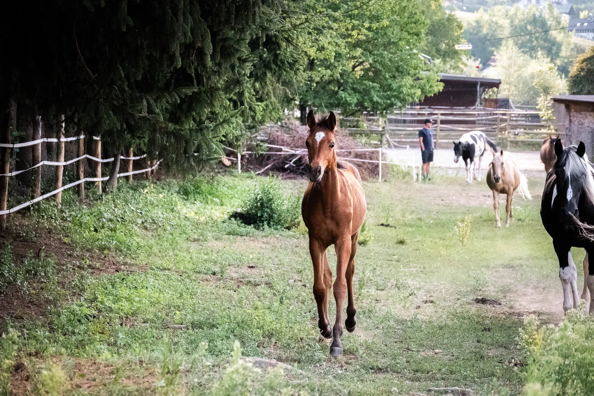 NCS Shamsa Sabaa, unser braunes Partbred Araber Fohlen läuft auf einem grasbewachsenen Feld mit unseren anderen Pferden und einem Menschen im Hintergrund.