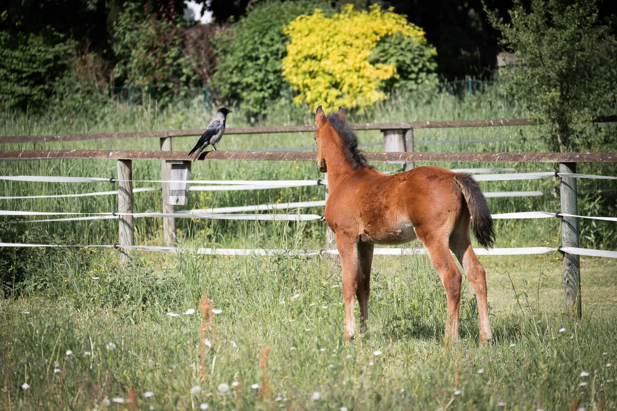 Frau mit roten Haaren steht neben jungem braunen Partbred Araber Fohlen NCS Shamsa Sabaa auf einer Wiese mit Zaun im Hintergrund und krault ihre Kruppe - dabei verzieht das Fohlen genüsslich sein Gesicht und genießt.