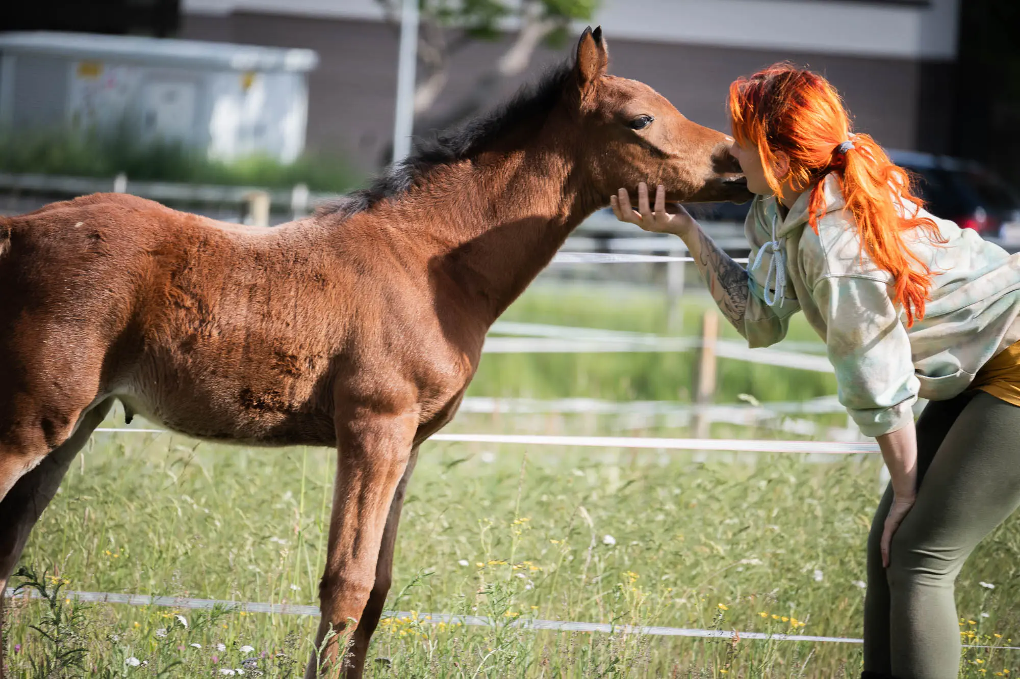 Ein junges braunes Partbred Araber Fohlen mit weißer Stirnabzeichen in Form eines Tropfen läuft auf dem Paddock auf den Fotografen zu, im Hintergrund ein weiteres Fohlen.