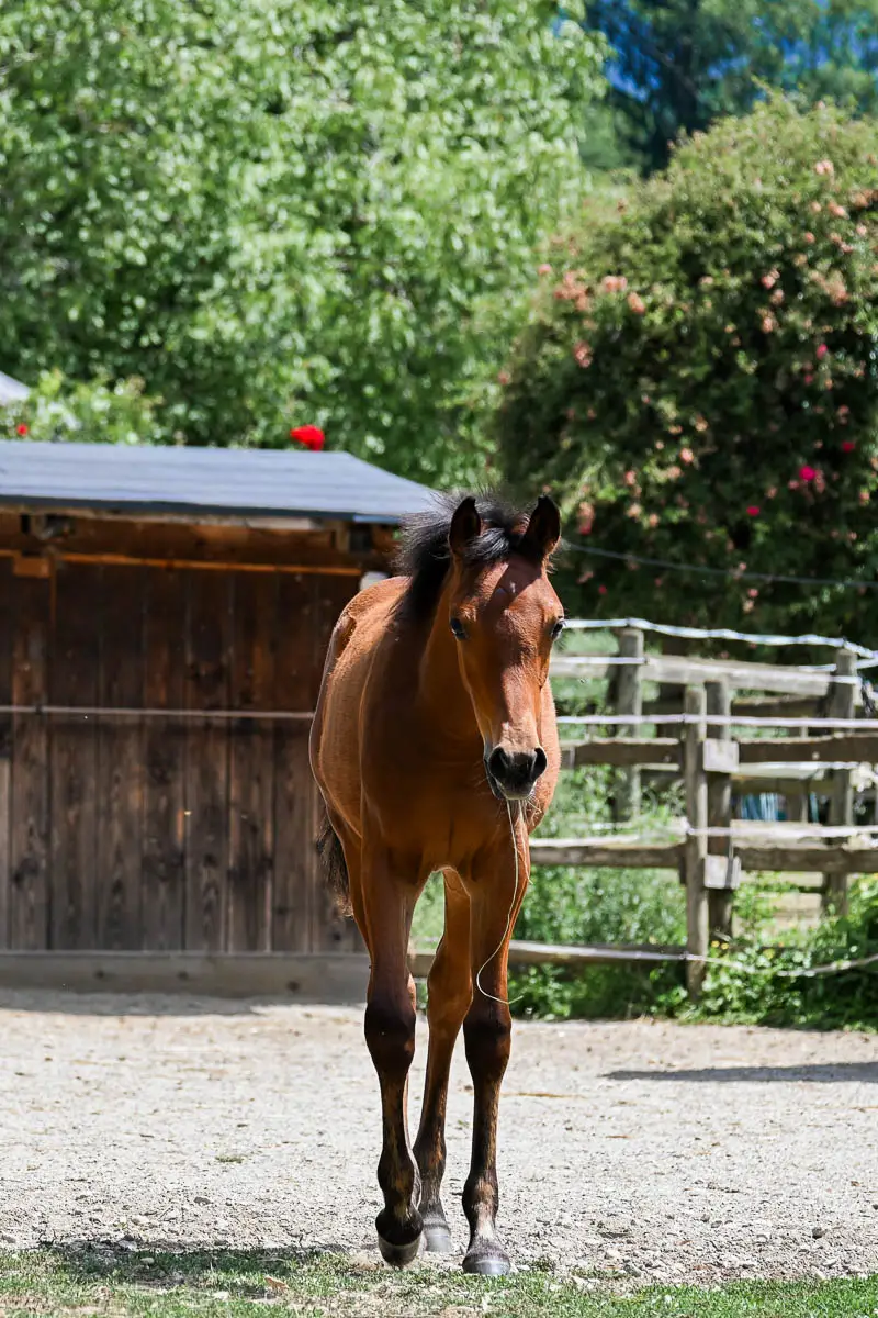 NCS Shamsa Sabaa, unser braunes Partbred Araber Fohlen läuft auf einem grasbewachsenen Feld mit unseren anderen Pferden und einem Menschen im Hintergrund.