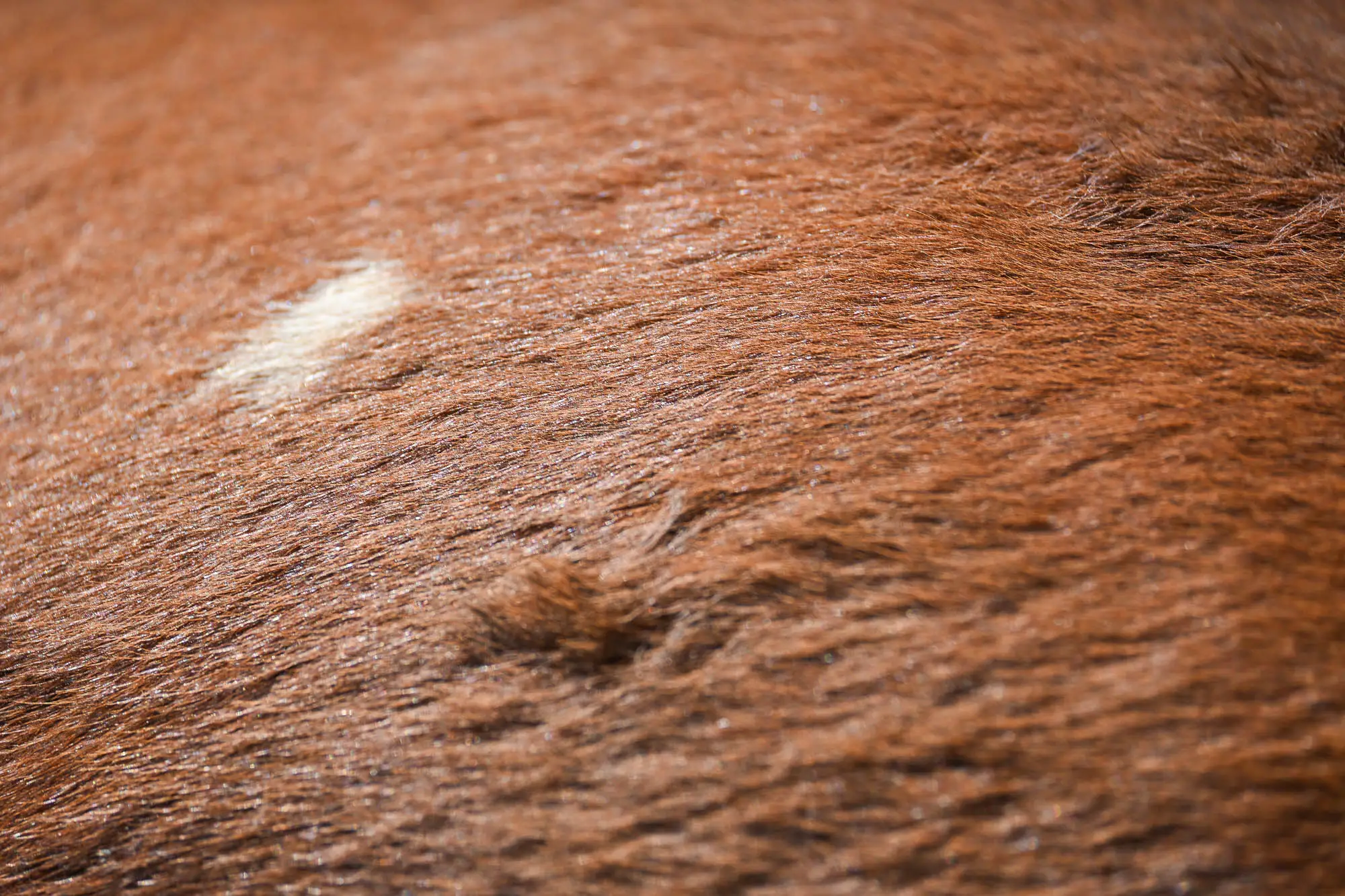 Partbred Araber Fohlen NCS Shamsa Sabaa läuft auf einer grünen Wiese mit einem Pferd und einem großen Holzstapel im Hintergrund.