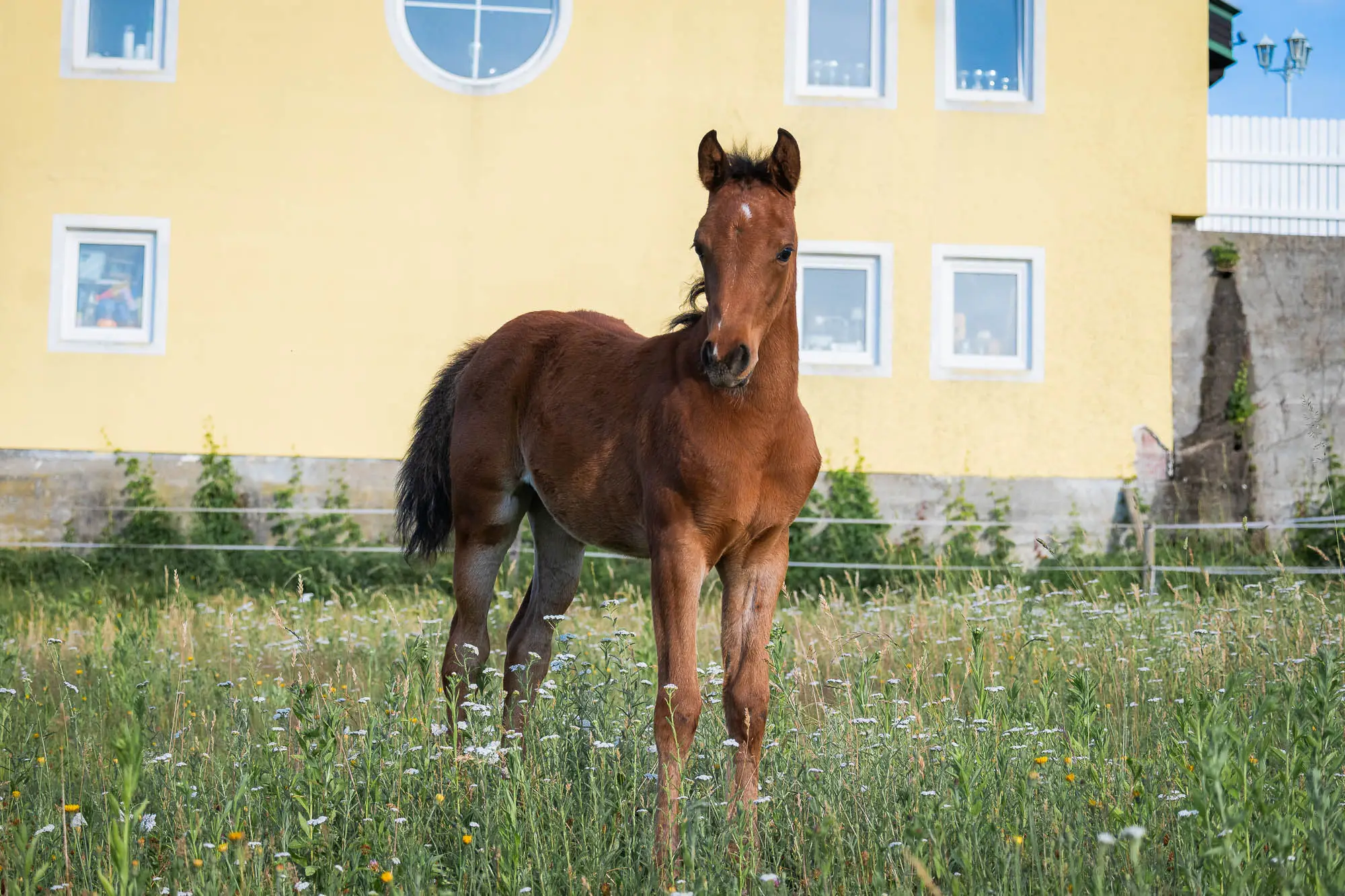 Partbred Araber Fohlen NCS Shamsa Sabaa spielt mit ihrer Partbred Araber Freundin NCS Lumara auf einer grünen Weide mit weiteren Pintabian Pferden im Hintergrund.
