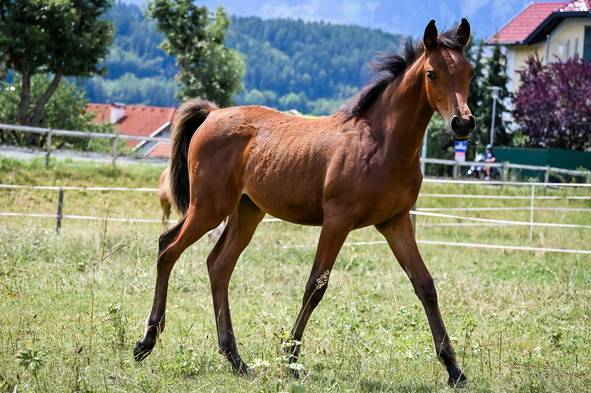 NCS Shamsa Sabaa mit weißer Stirnzeichnung steht auf sandigem Boden vor einem Holzunterstand
