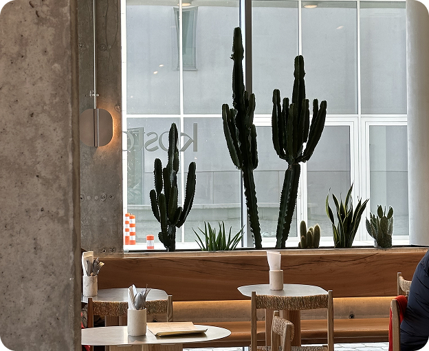 Modern café interior featuring large windows and tall cactus plants in natural light.