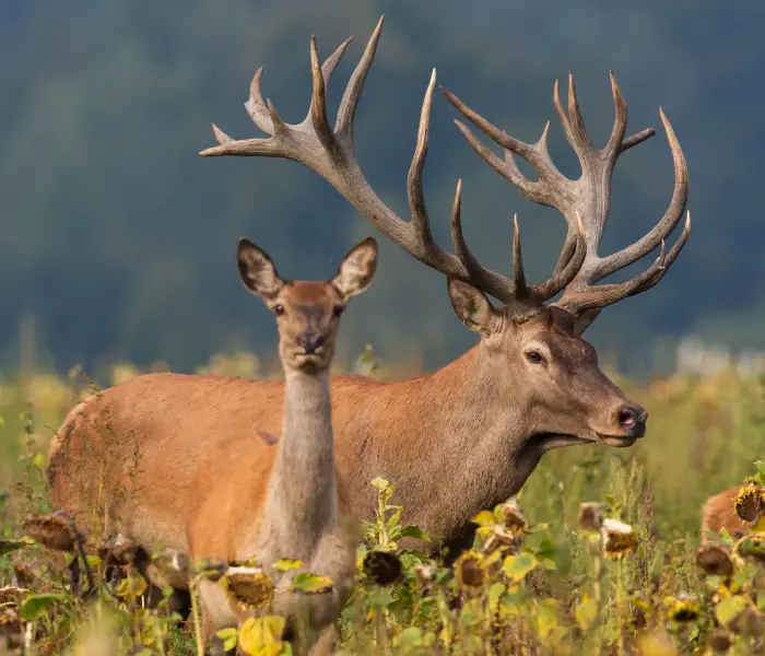 Hunting Photo
