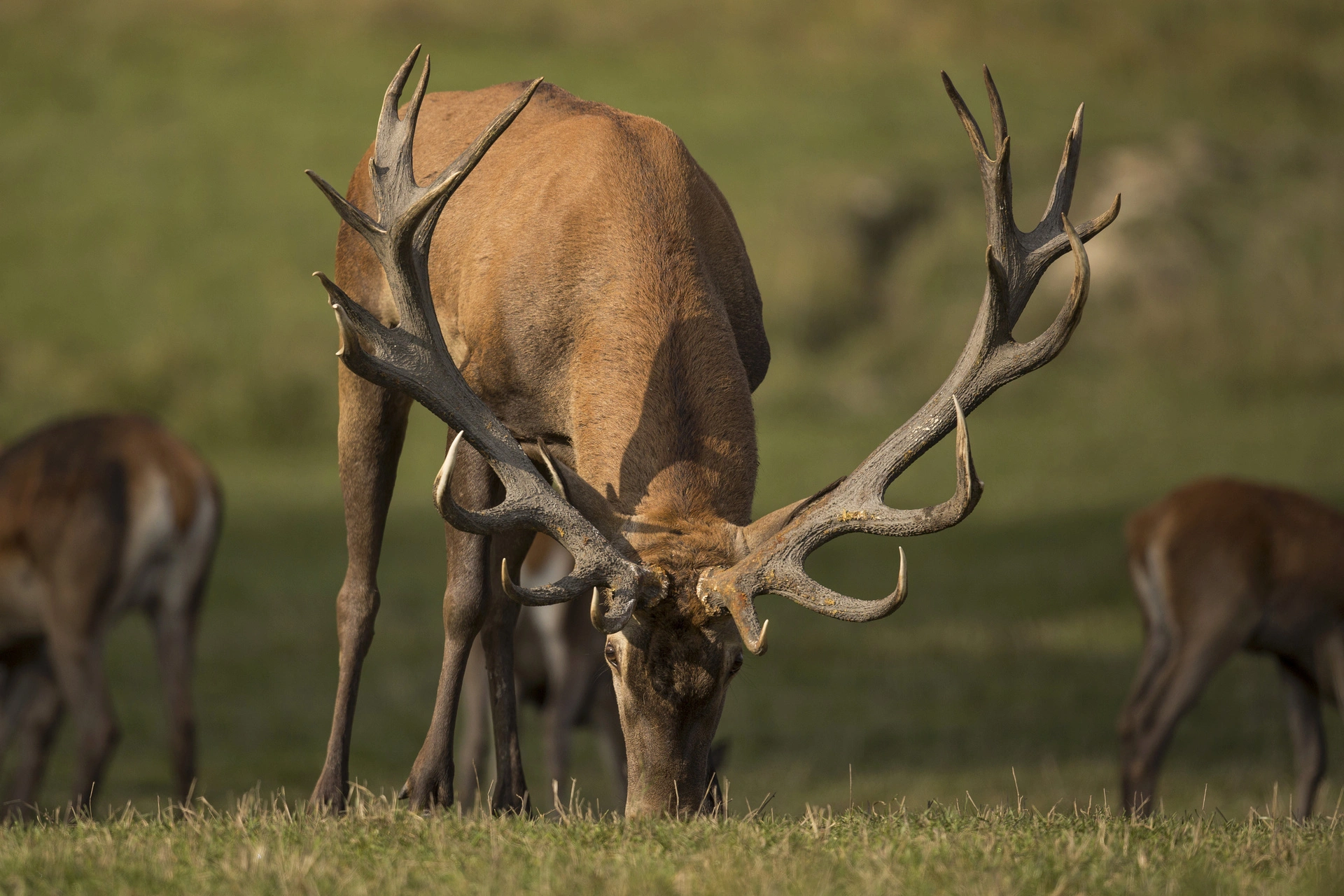 Hunting Photo