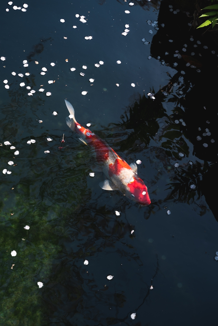 Fishing Image