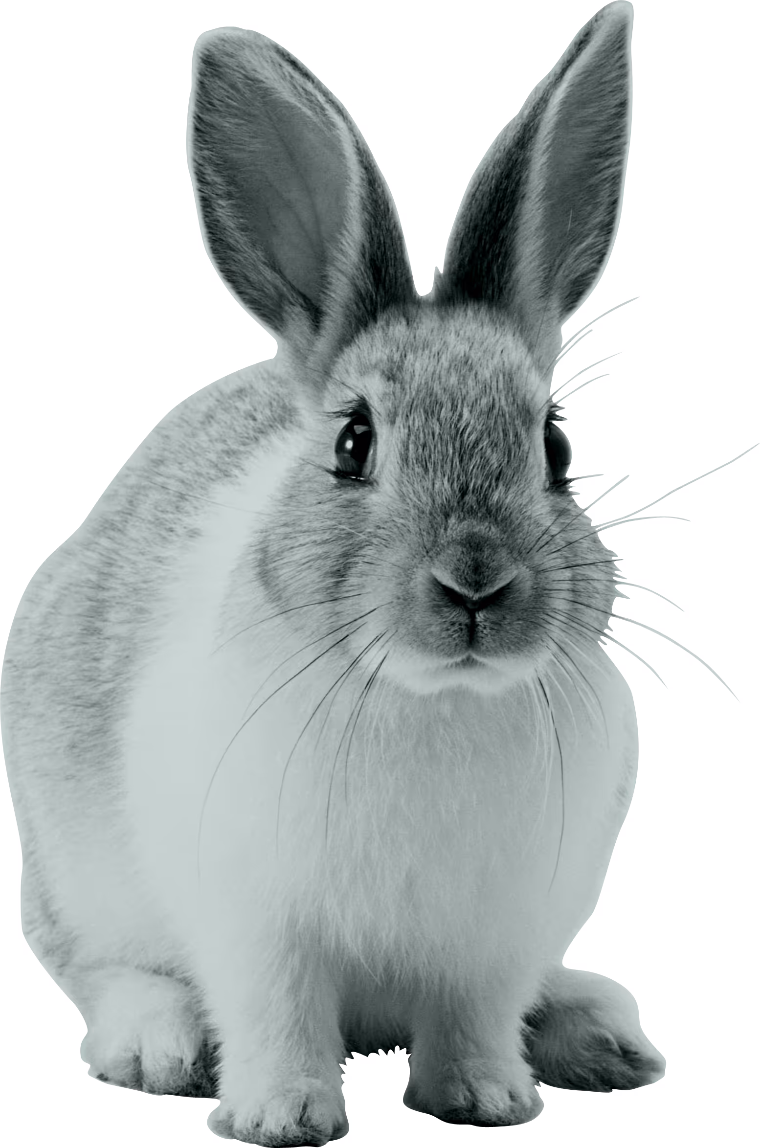 Front-facing rabbit with large ears and white and gray fur sitting on white background.