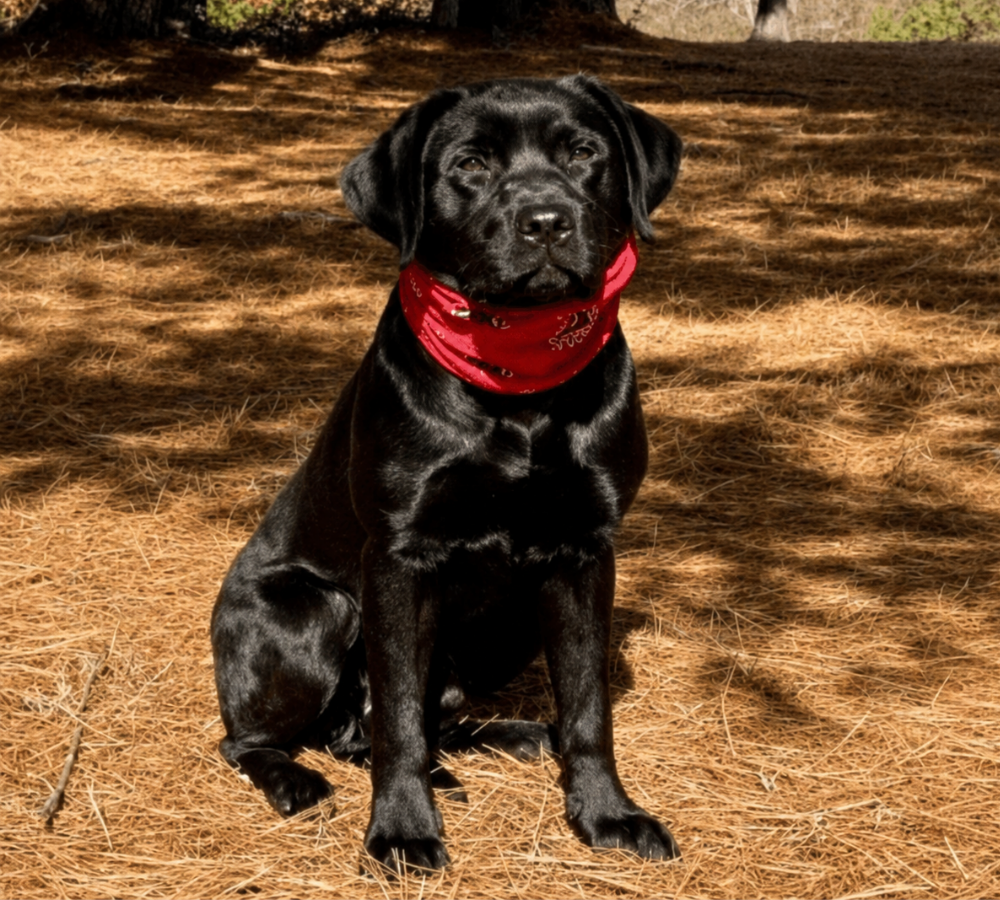 Mack, the Black Ops Destruction dog, wearing a branded bandana