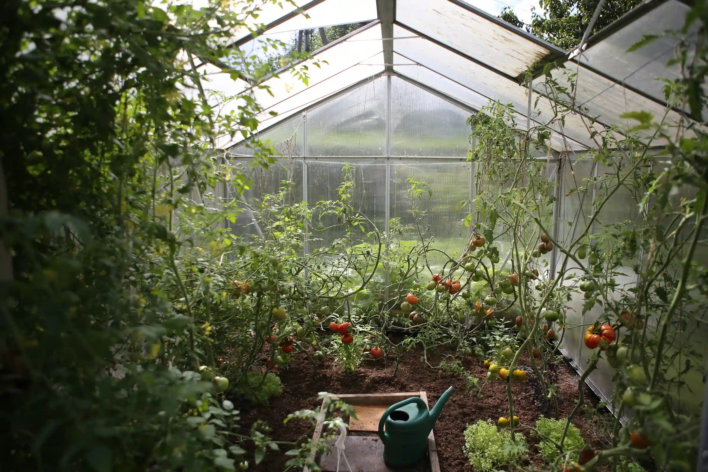 Greenhouse with tomatoes