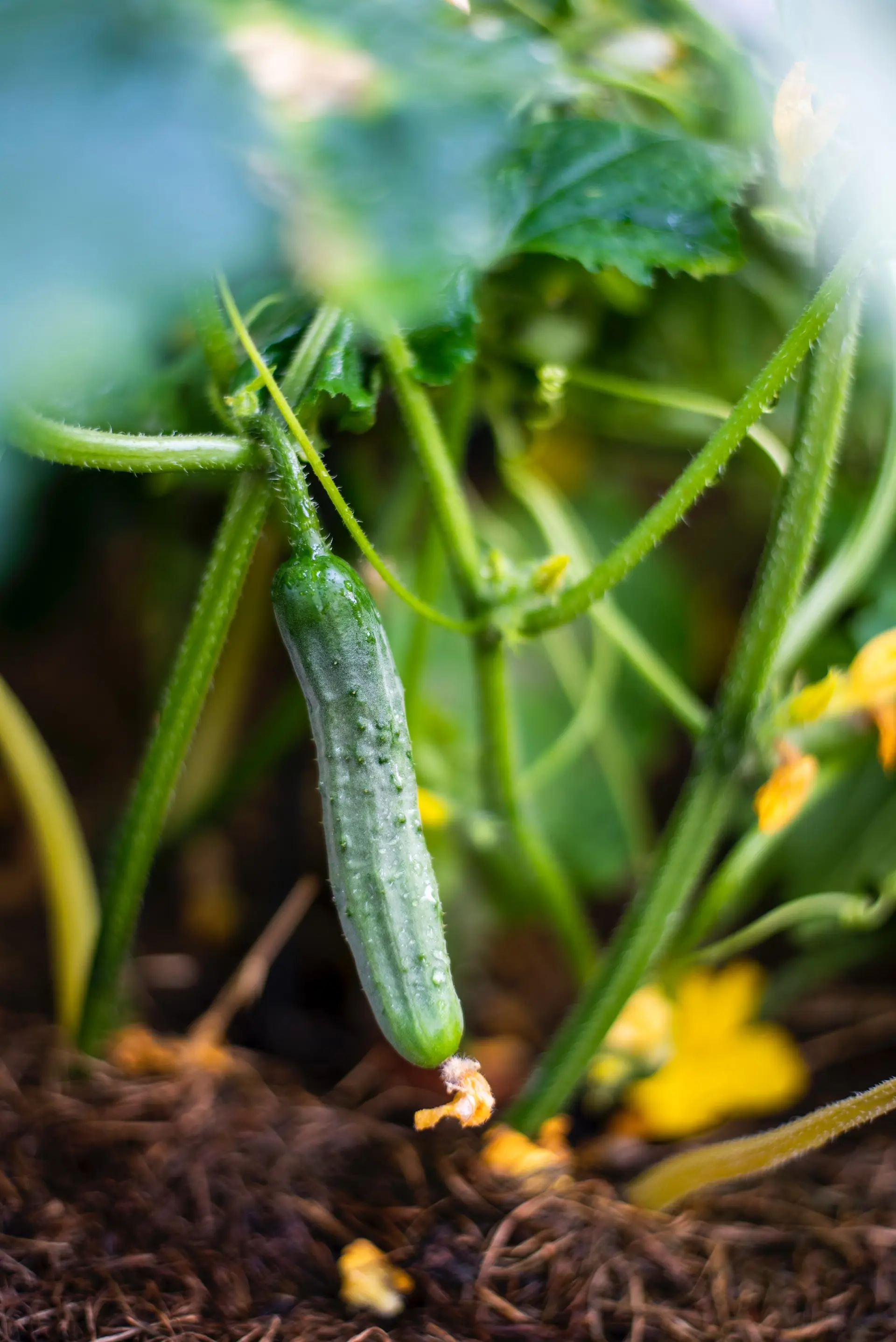 Cucumbers grow