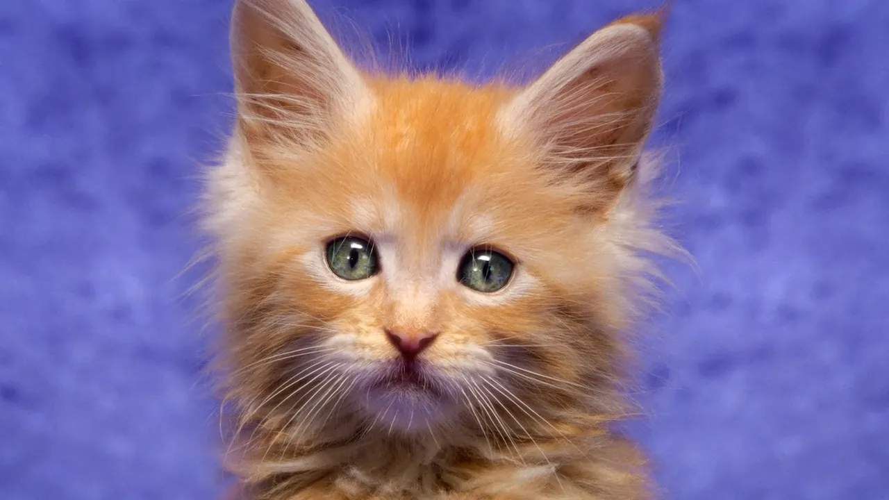 Chaton sur un fond violet