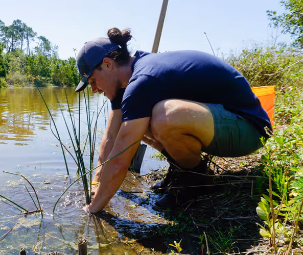 A man crouches down to look at a plant in the water.
