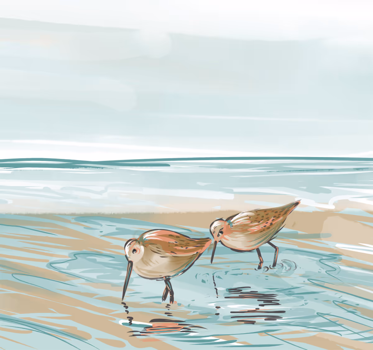 A couple of birds standing on top of a sandy beach.