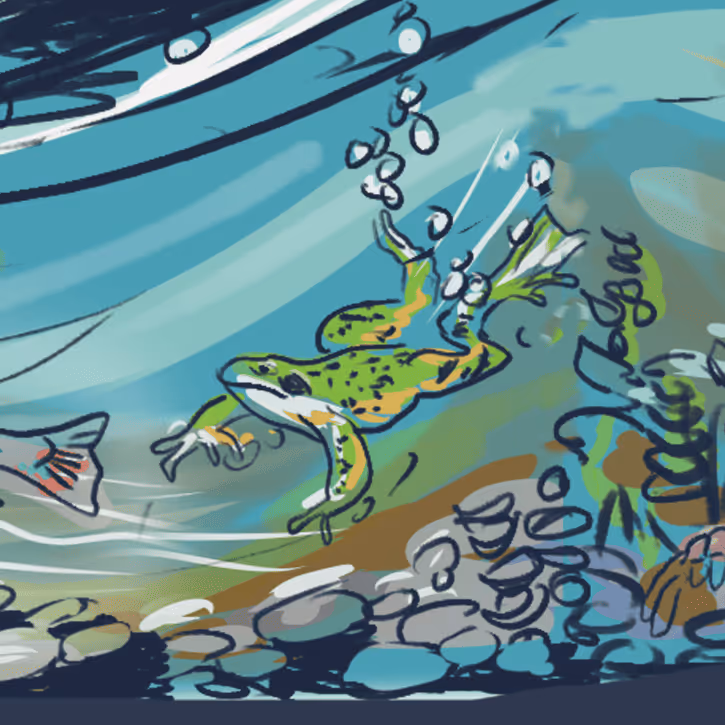 A drawing of a frog in the water.