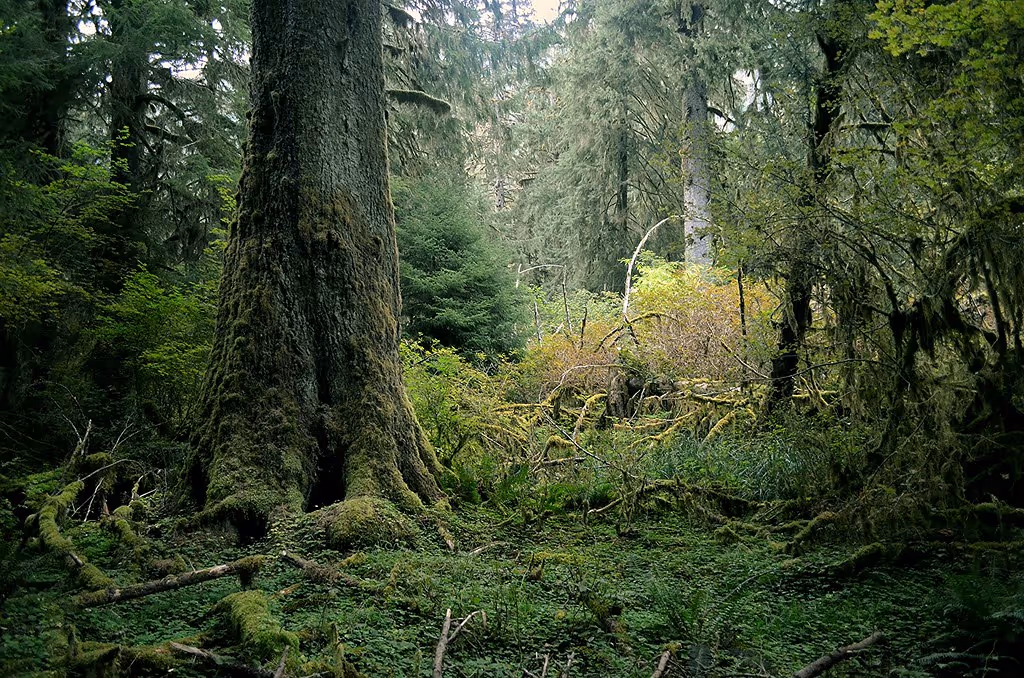 Rainforest Floor