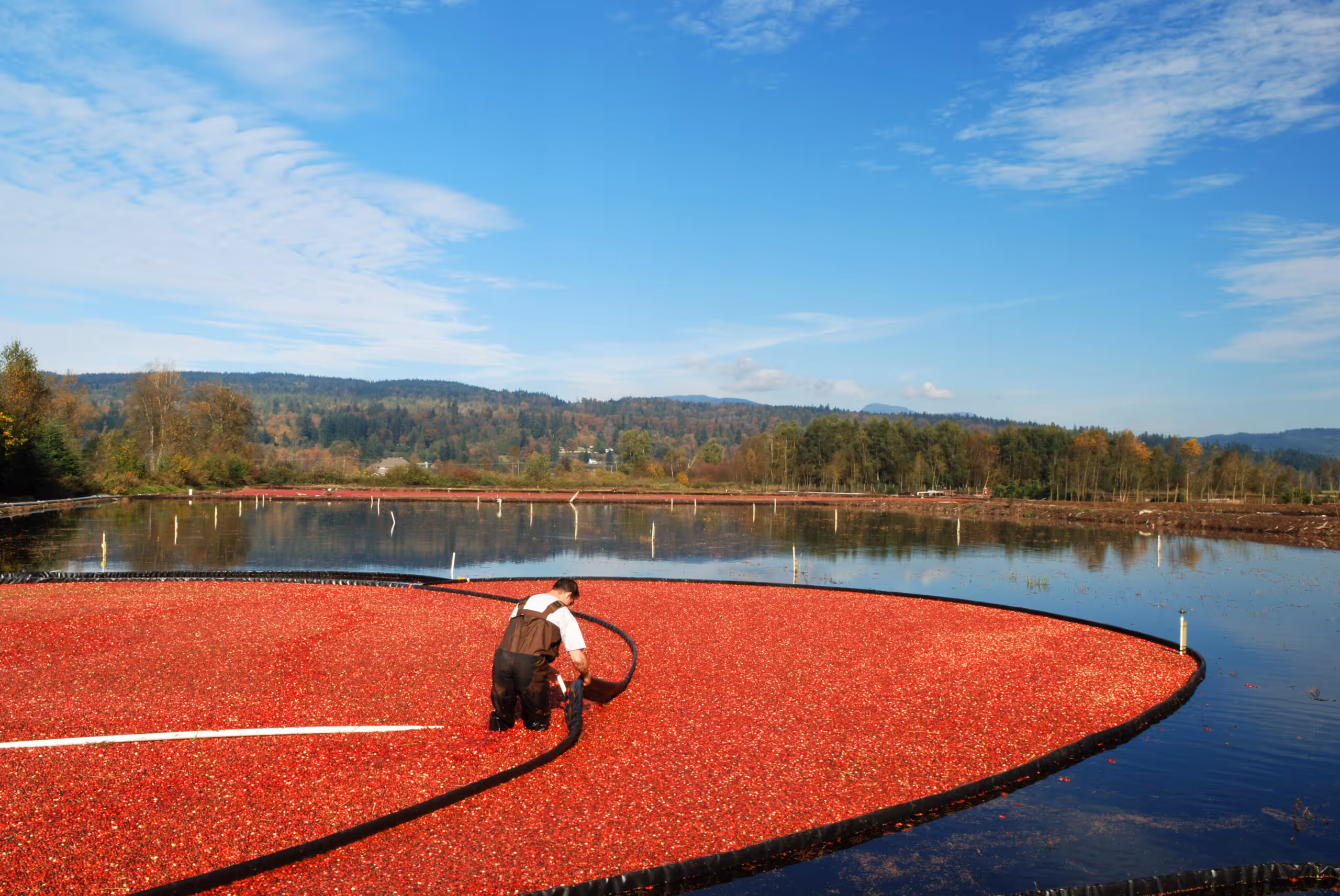 Cranberry Bogs