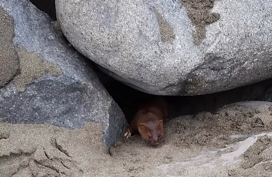 jetty weasel