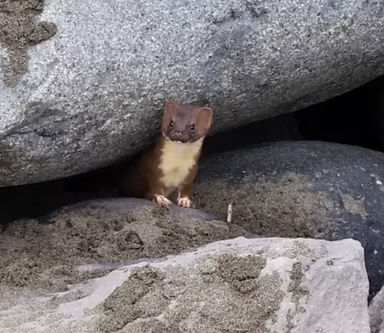 Jetty Weasels