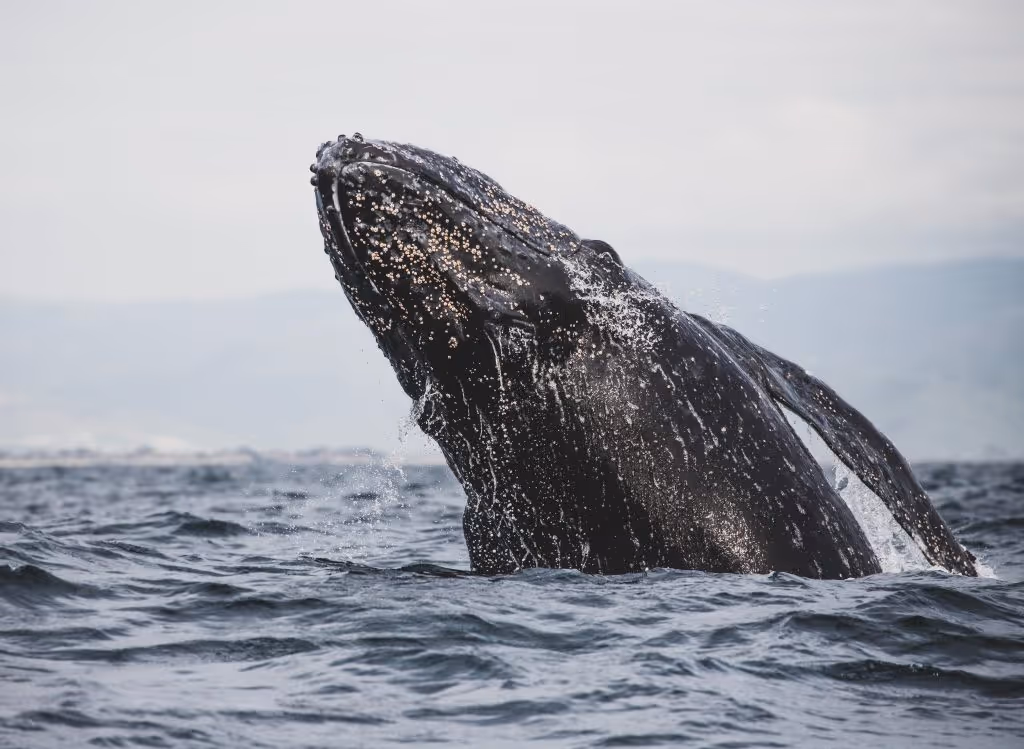gray whale pacific coast