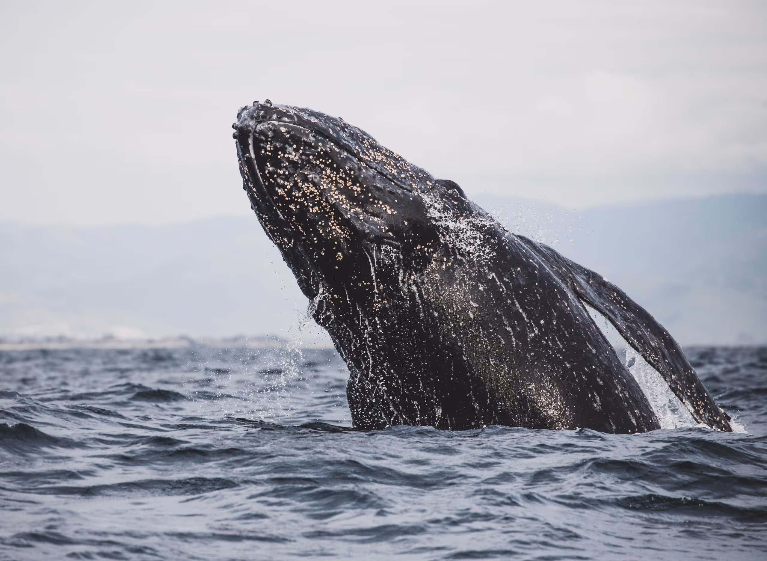 Gray Whales Off Washington's Coast