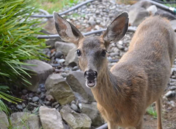 mule deer wild in ocean shores