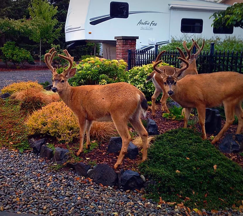 deer in ocean shores