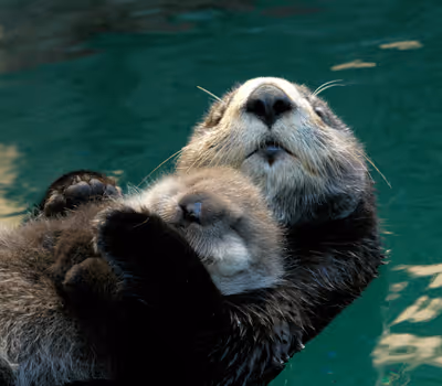 The Adventure Of Sea Otters
