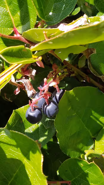 Early ripening "berries" in mid-July