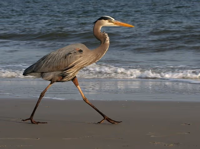 Great Blue Herons