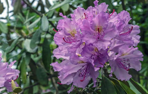 Washington’s State Flower: The Pacific Rhododendron