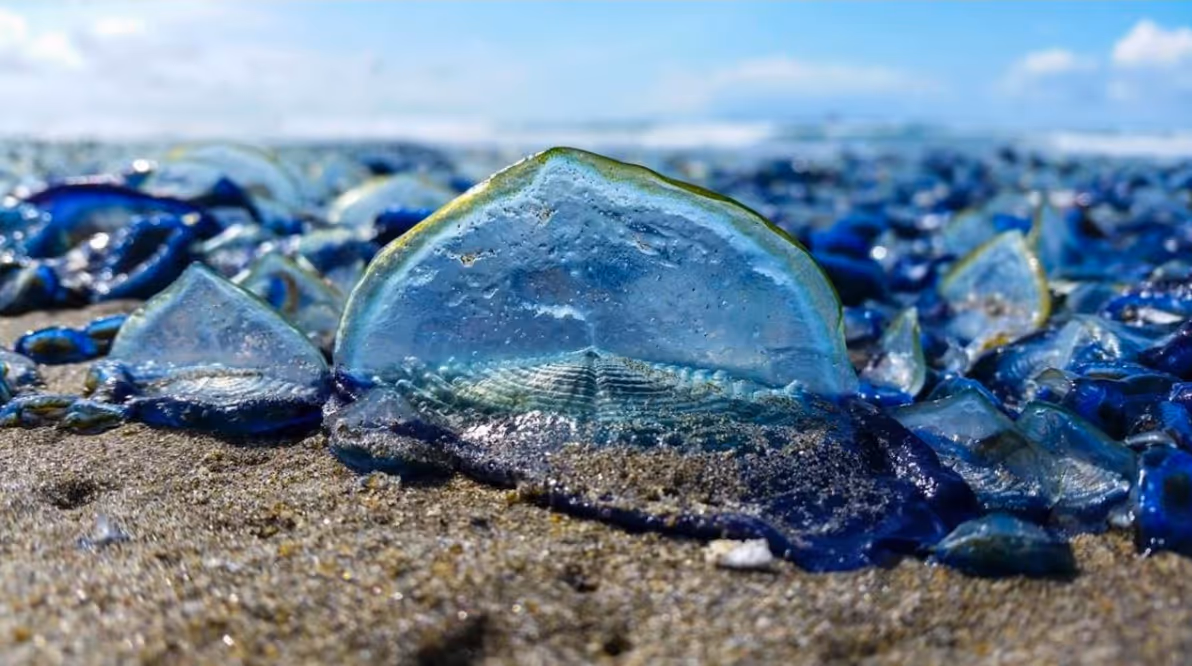 Velella? It's V-Day!