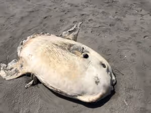 Sunfish stranded on the beach at Ocean Shores