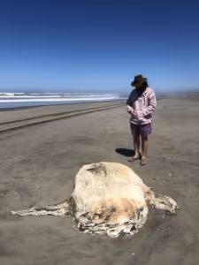 Sunfish stranded on the beach at Ocean Shores