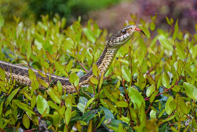 Garter Snakes