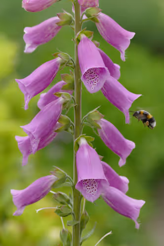 Foxgloves