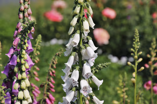 Field of Foxgloves