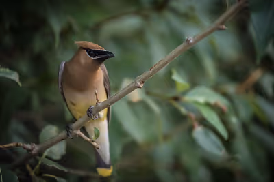 Waxwings: Wandering Wonders