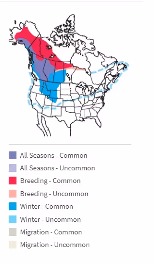 Bohemian Waxwing range map