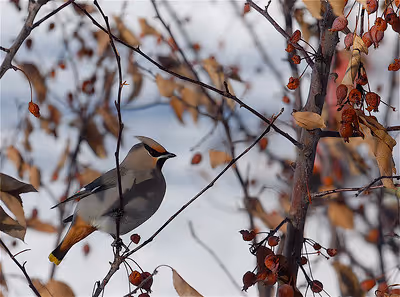 Bohemian Waxwing