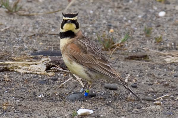 Streaked Horned Larks and Damon Point’s Protection Efforts
