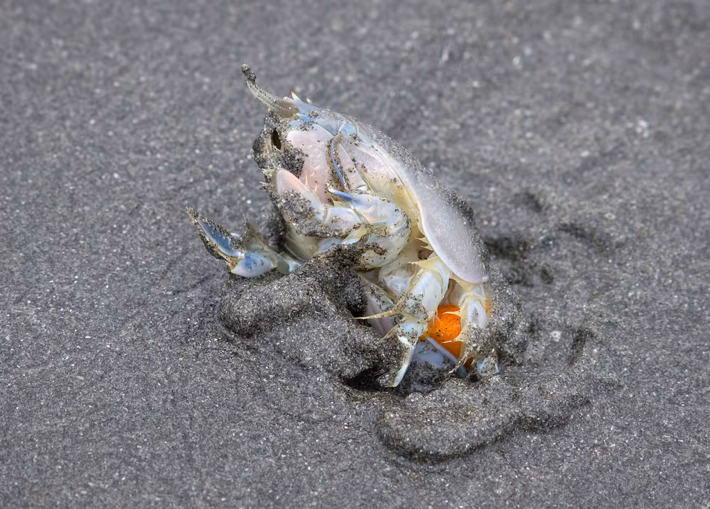 Pacific Mole Crabs