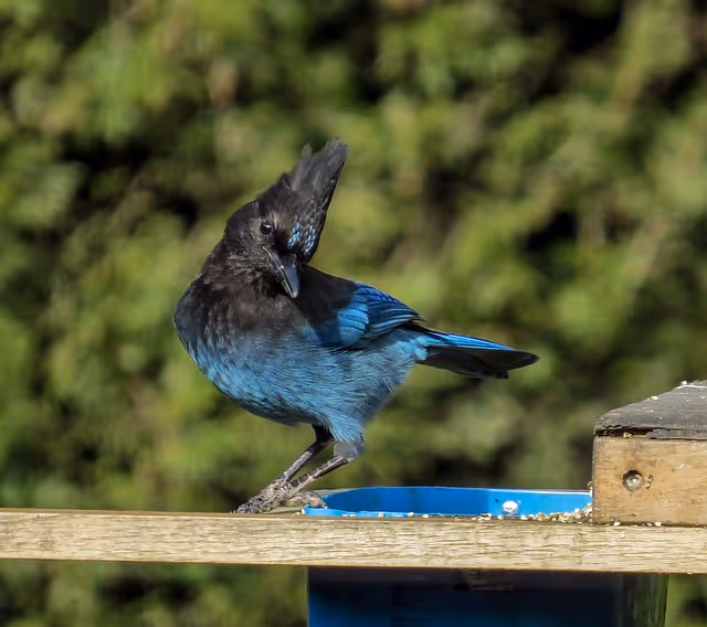 Steller's Jays