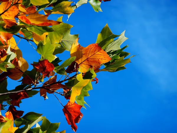Why Do Leaves Change Color in the Fall?