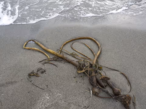 Bull Kelp