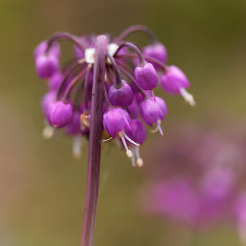 A Nod to The Nodding Onion