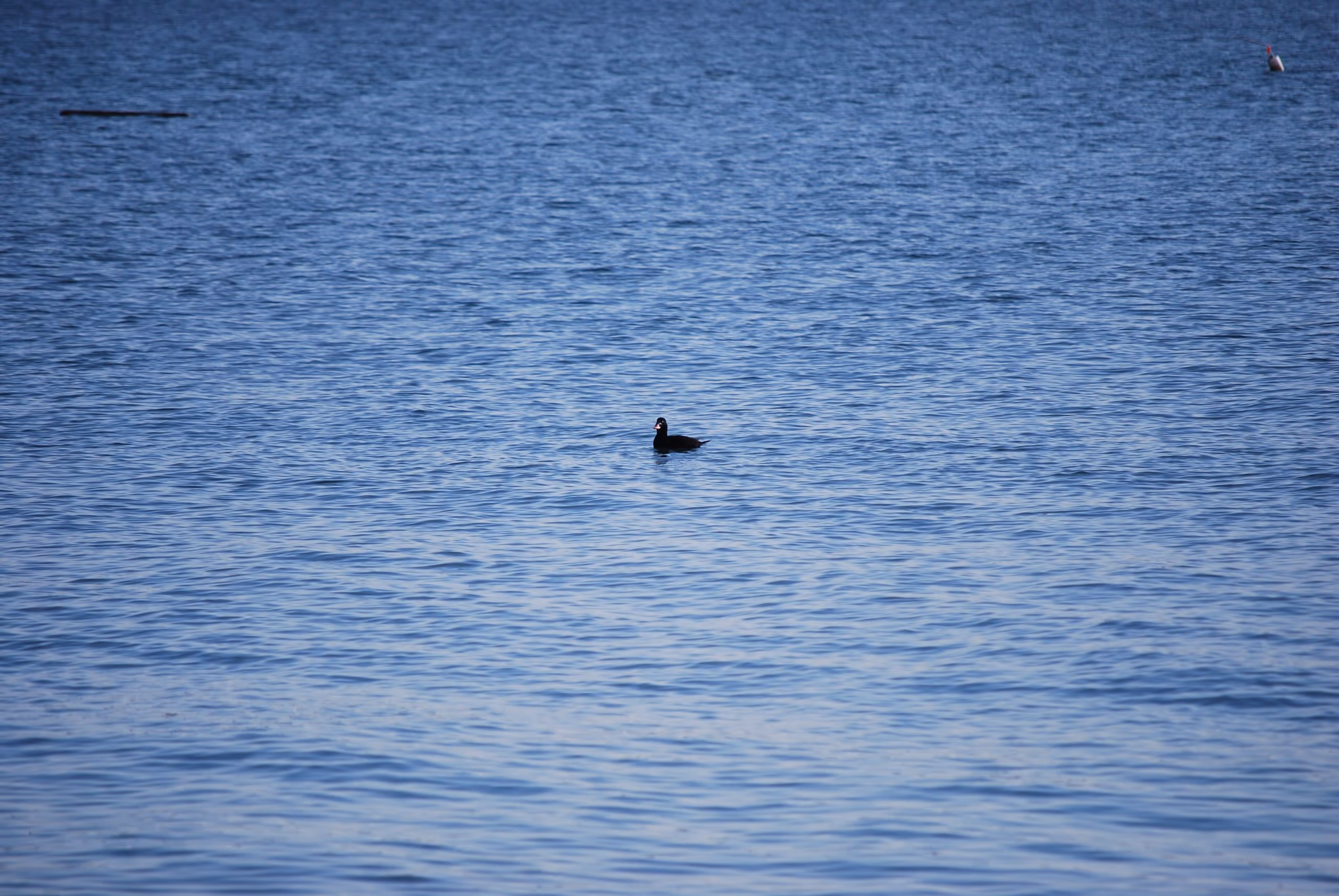 Surf Scoters