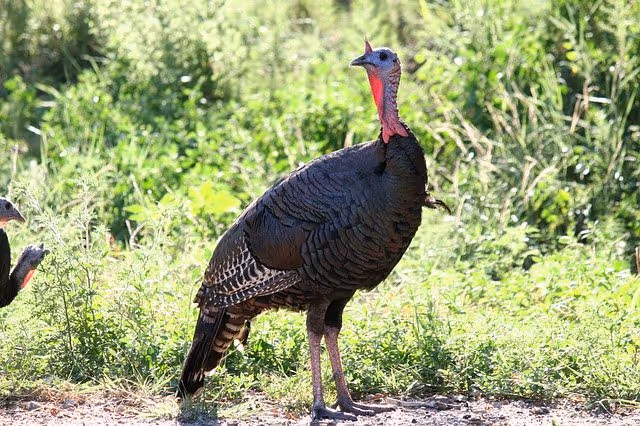 Wild Turkeys