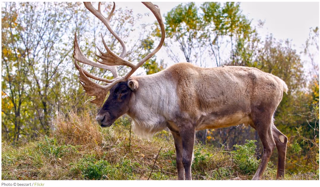 Ramblin’ Reindeer, or Carousing Caribou